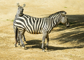 Fototapeta na wymiar Two zebras in zoo in Germany