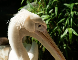 Pelican in sunlight at the zoo
