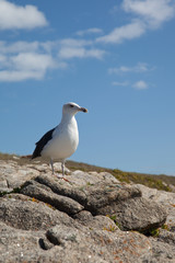 Naklejka premium Mouette solitaire