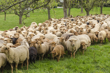 Obraz premium Herd of Sheep