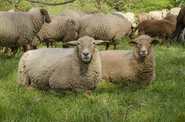 Sheep Looking