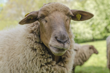 Sheep Portrait