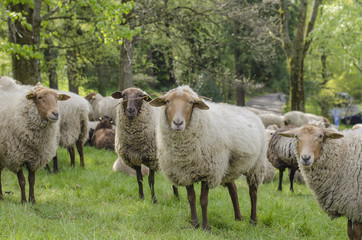 Fototapeta premium Sheep Looking