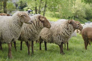 Sheep Looking