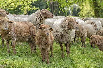Obraz na płótnie Canvas Sheep Looking