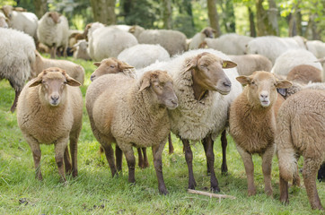 Fototapeta premium Sheep Looking