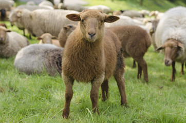 Young Sheep