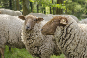 Obraz premium Two Sheep