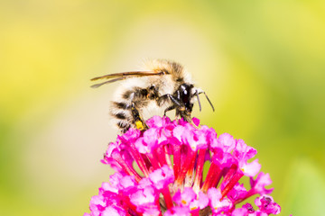 Bee collecting nectar at buddleia blossom