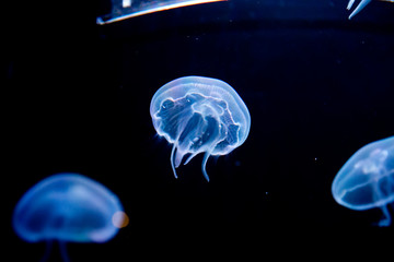 jellyfish, medusa