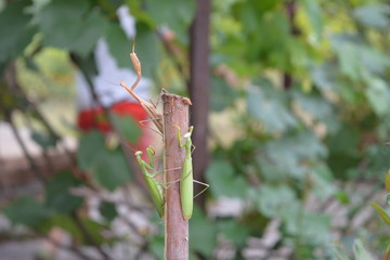 Mantis crawling on a dead branch to the top.
