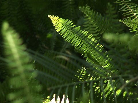 Selective-focus shot of ferns swaying in the breeze.