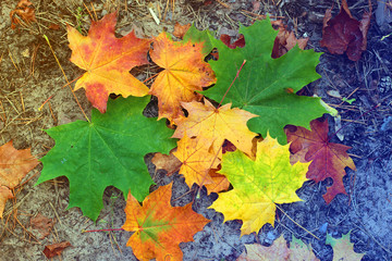 Colorful autumn leaves background