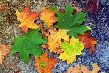 Colorful autumn leaves background
