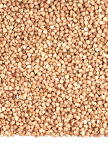 buckwheat;