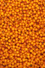 sea-buckthorn