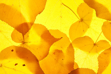 yellow and red leaves