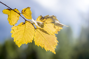Golden birch tree leaves in the sunlight