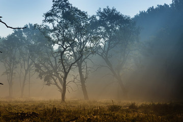 Plakat Trees in fog