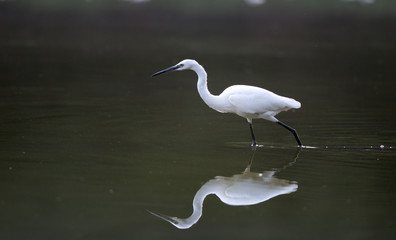 Great White Heron