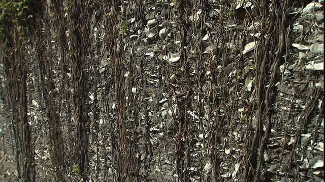 conch & clamshell wall in St. Augustine
