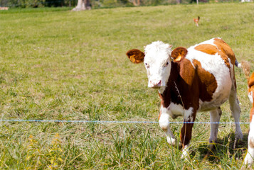 brown cow in mountain pasture in high alps