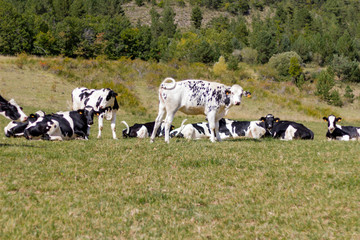 Black cow in the mountain pastures in the high alps