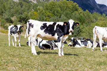 Black cow in the mountain pastures in the high alps