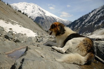 Dog on rocky outcrop overlooking the scenic valley at Svaneti, Gruzia.