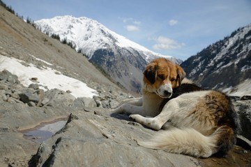 Dog on rocky outcrop overlooking the scenic valley at Svaneti, Gruzia.