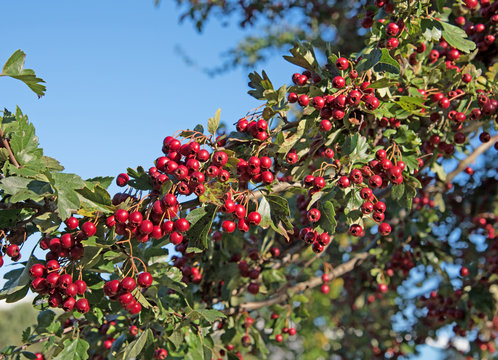 Wei&szlig;dorn - Crataegus
