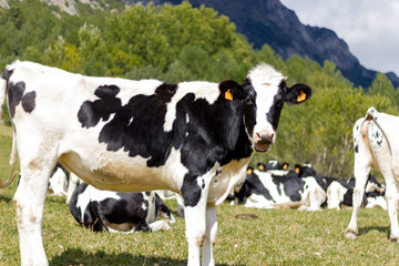 Fototapeta na wymiar Black cow in the mountain pastures in the high alps