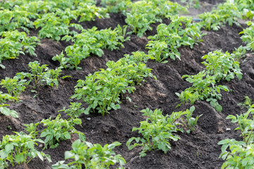 Potato field