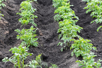 Potato field