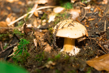 mushroom in the forest mountain in France