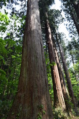 羽黒山の杉並木／山形県鶴岡市の羽黒山参道の杉並木は県指定史跡で、全国かおり風景100選、森林浴の森100選に選定されています。随神門から始まる表参道は、全長約1.7km、2446段の長い石段です。杉並木の数は500本以上で、樹齢350～500年の杉並木です。この杉並木は国の特別天然記念物に指定され「ミシュラン・グリーンガイド・ジャポン」にて、三ツ星を獲得しました。