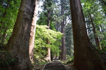 羽黒山の杉並木／山形県鶴岡市の羽黒山参道の杉並木は県指定史跡で、全国かおり風景100選、森林浴の森100選に選定されています。随神門から始まる表参道は、全長約1.7km、2446段の長い石段です。杉並木の数は500本以上で、樹齢350～500年の杉並木です。この杉並木は国の特別天然記念物に指定され「ミシュラン・グリーンガイド・ジャポン」にて、三ツ星を獲得しました。