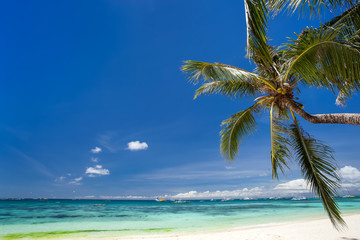 Fototapeta na wymiar Tropical beach with coconut palm tree, white sand and turquoise