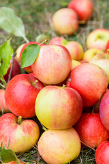 A bunch of ripe apples on a grass
