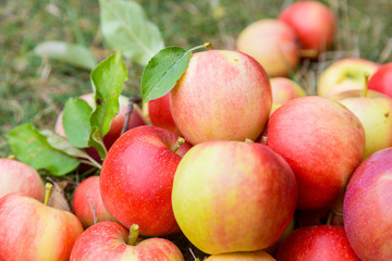 A bunch of ripe apples on a grass