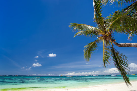 Tropical beach with coconut palm tree, white sand and turquoise
