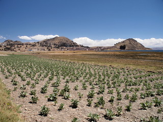 Cultures au bord du lac Titicaca. Bolivie