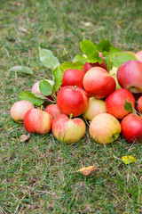 A bunch of ripe apples on a grass