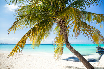 Fototapeta na wymiar Tropical white sand beach with coconut palm trees.