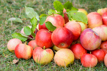 A bunch of ripe apples on a grass