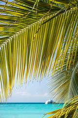 Tropical white sand beach with coconut palm trees.