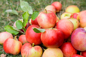 A bunch of ripe apples on a grass