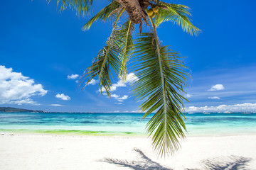 Tropical beach with coconut palm tree leafs, white sand and turq