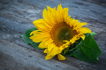 Sunflower on wooden background