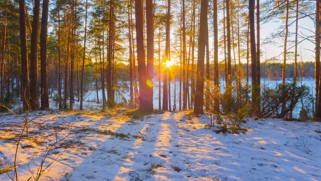 sunset in winter forest, panorama  time-lapse